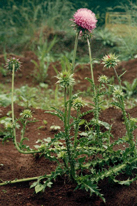 Musk thistle